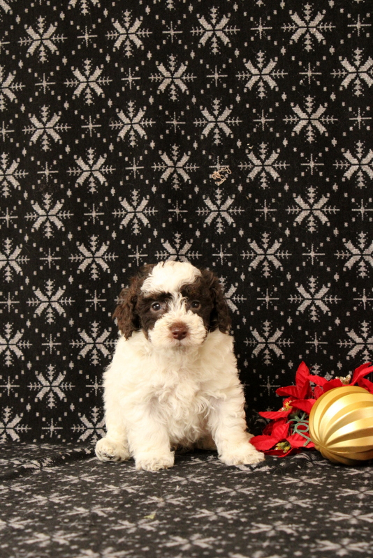 puppy, for, sale, Toy Poodle, Matthew B. Stoltzfus, dog, breeder, Gap, PA, dog-breeder, puppy-for-sale, forsale, nearby, find, puppyfind, locator, puppylocator, aca